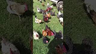 SASSO CHICKEN FARMING IN KENYA CHICKEN REARING POULTRY FARMING POULTRY REARING [upl. by Ynohtnad]