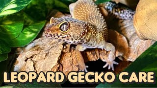 Everything You Need to Know About Leopard Gecko Care [upl. by Irtimed]