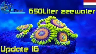 650Liter Zeewater aquarium update16  zoutwater aquarium [upl. by Eyot]