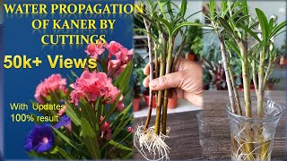 How to propagate kaner Nerium Oleander in water Water propagation of Nerium Oleander Kaner [upl. by Colt]