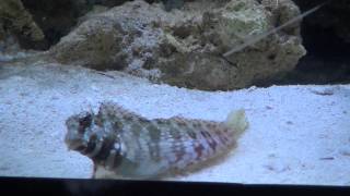 Lawnmower Blenny Salarias fasciatus [upl. by Netsirk]