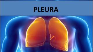 Pleura [upl. by Akinet]