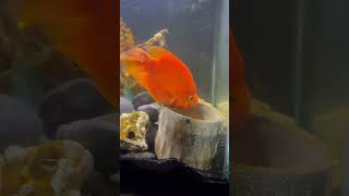 The Grumpy Gill  How to feed a Blood Parrot Cichlid  TGG style  Grump Life ❤️ [upl. by Hazen876]