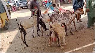 beautiful goat Mandi ma makhe chani [upl. by Anailil]