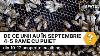 De ce unii au în septembrie 45 rame cu puiet din 1012 acoperite cu albine [upl. by Shannah]