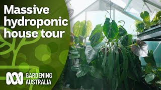 Touring a massive hydroponic aroid collection  Indoor Plants  Gardening Australia [upl. by Warram899]