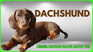 DACHSHUND Lesser Known Facts About Them [upl. by Lynad]