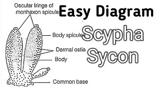 How to Draw and Label Scypha Sycon Diagram Drawing Class 12 Bio Scypha labeled Diagram [upl. by Ennaeed]