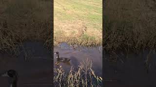 Stella our pretty duck burgessfamilyfarm Stella [upl. by Merete821]