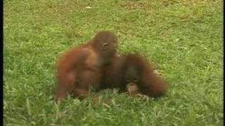 Best of Borneo Orangutan Survival Foundation BOS [upl. by Noj]