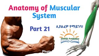 Anatomy of Muscular System Posterior Forearm Muscles Interesting Video with Amharic Speech Part21 [upl. by Stier372]