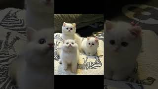 Lovely kittens meowing lovely cat kitten catlover [upl. by Ng323]