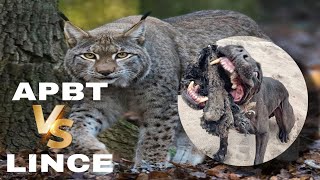 LINCE vs PITBULL  Probabilidades [upl. by Annayar631]