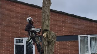 Another dangerous tree takedown Robinia pseudoacacia benellisarb [upl. by Regor931]