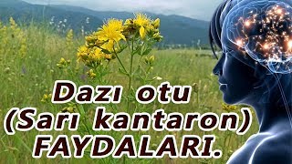 Dazı otu Sarı kantaron faydaları [upl. by Tiertza]