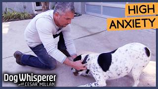 Cesar Millan Breaks Dogs Obsessive Behavior  Dog Whisperer [upl. by Vinnie90]