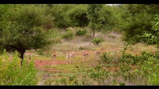 Blackbucks at Ranebennur Blackbuck Sanctuary Karnataka [upl. by Suoivatnod124]