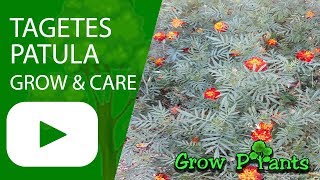 Tagetes patula  grow and care [upl. by Ainalem181]