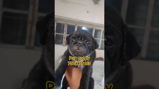 Black pug puppy pug pets vodafone [upl. by Tannie]