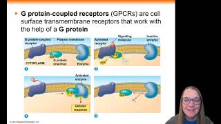 Chapter 11 Stage 1  Signal Transduction GPCRs and RTKs [upl. by Jephum]