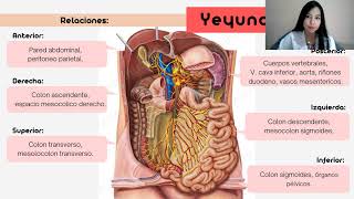 ANATOMÍA DEL INTESTINO DELGADO DuodenoYeyunoÍleon [upl. by Garris]