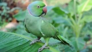 Malayalam talking Parrot its more than 30 year old [upl. by Tien]