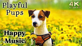 Cute 4K Dogs and Puppy Mood Booster TV Background Happy Ambient Music Ambience  Upbeat [upl. by Charlton]