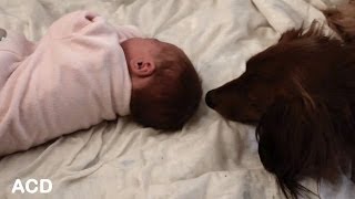 Wiener Dog Meets Baby For the First Time [upl. by Gardiner555]