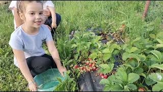 Spuma de capsuni  varianta bunicii pentru adulti  cu albus de ou crud si pentru copiicu frișcă [upl. by Friedlander180]