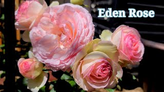 Eden Climbing Rose  Pierre de Ronsard [upl. by Ellennad807]