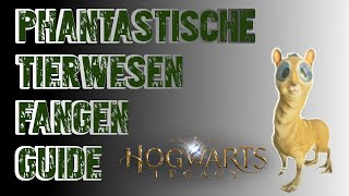 Hogwarts Legacy  Tierwesen zähmen Guide und wo sie zu finden sind Deutsch  Phantastische Tierwesen [upl. by Aruasi]