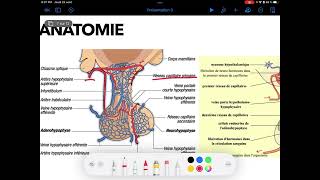 UE4 Physiologie Endocrinienne 2  LAxe Hypothalamo Hypophysaire Par TAGZOUT MAISSENE [upl. by Llednahc]