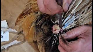 How to remove tail from a pheasant for taxidermy before freezing your bird [upl. by Annohsed]