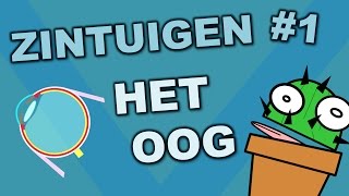 Onderdelen van het oog  Zintuigen 1  Cactuss Biologie [upl. by Tayler638]