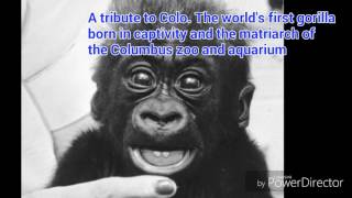 A tribute to Colo The worlds oldest gorilla 19562017 [upl. by Brandi]