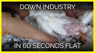 The Down Industry in 60 Seconds Flat [upl. by Betsey]