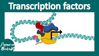 Transcription factors  general transcription factors  transcription factor networks  Molbio [upl. by Aihsakal]