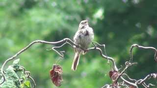 Singing Song Sparrow Birds of Indiana USA [upl. by Marquez875]