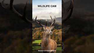 Solar Trail Cam with Cool WiFi Feature wildlife [upl. by Hennahane961]