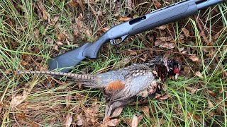 Kauai Pheasant Hunting Fever  Unit A Trail 2  2024 [upl. by Hendrix681]