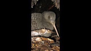 Little Spotted Kiwi Bird Calling His Mate New Zealand 💕🎶 [upl. by Vinita]