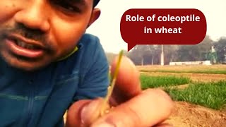 Hurdles during wheat germination and role of coleoptile [upl. by Ramat]