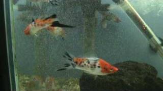 SANSHOKU SWORDTAILS better video at Tyne Valley Aquatics near Newcastle [upl. by Mossman]