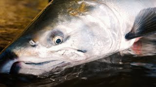 One of the HARDEST ways to catch a fish GREAT Day Of Coho Salmon Fishing [upl. by Atenaz]