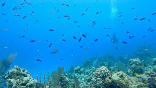 Eleuthera Bahamas Coral Reef Habitat Exploration for Mrs Saddler’s Class [upl. by Wira]