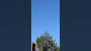 Crow perched on a tree top shortsvideo nature birds crow 111124 [upl. by Hartnett]