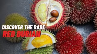 Exploring the Rare and Exotic Durio Dulcis  The Sweet Durian of Borneo [upl. by Ovatsug]