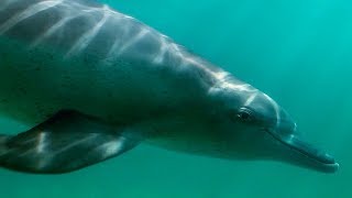 Baby Dolphin Catches Fish for the First Time  BBC Earth [upl. by Lotsyrk]