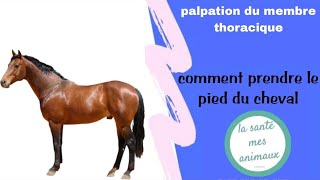 Palpation du membre thoracique comment prendre le pied de cheval 🐎 [upl. by William]