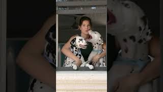 Viennas 3 amandacerny birthday dalmation [upl. by Tergram188]